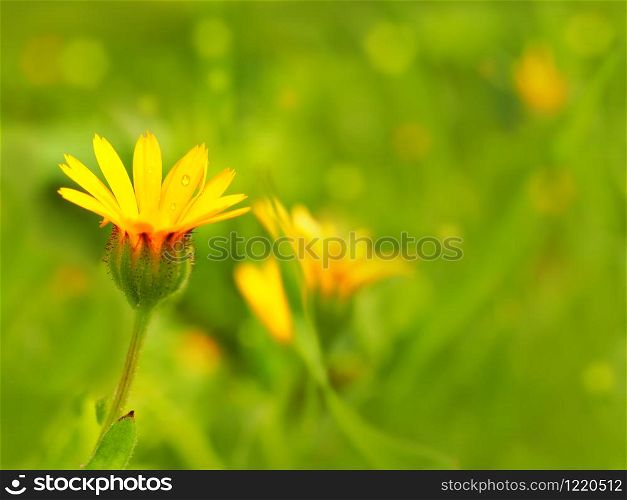Beautiful calendula arvensis on a bright green blurry background. Artistic photo with defocus.