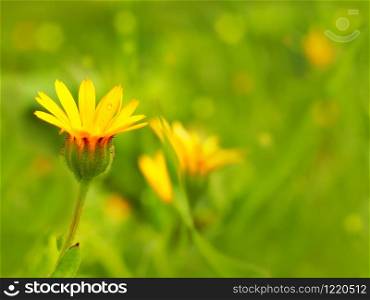 Beautiful calendula arvensis on a bright green blurry background. Artistic photo with defocus.