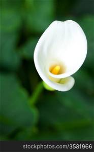 beautiful calla flower on green natural background