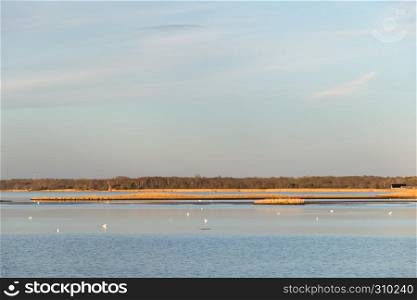 Beautiful calm bay with white birds and reeds by the coast of the swedish island Oland in the Baltic Sea