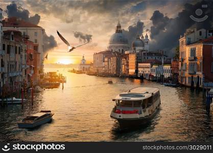Beautiful calm sunset over Canal Grande in Venice, Italy. Seagull over Grand Canal. Seagull over Grand Canal