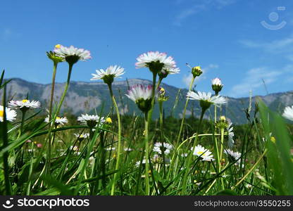 Beautiful camomile in Alps swiss