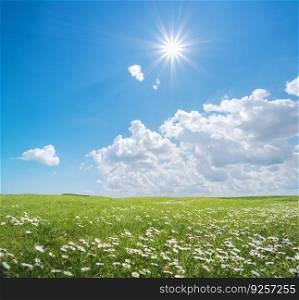 Beautiful camomile meadow at day. Nature landscape composition.