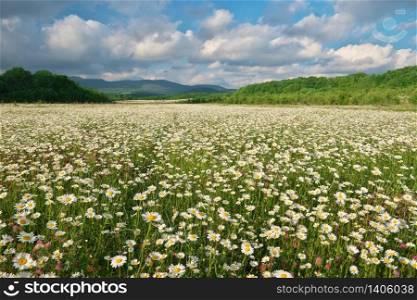 Beautiful camomile meadow in mountain at sunset. Nature landscape composition.