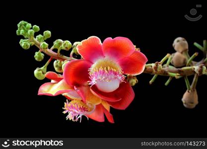 beautiful cannonball tree isolated on black background