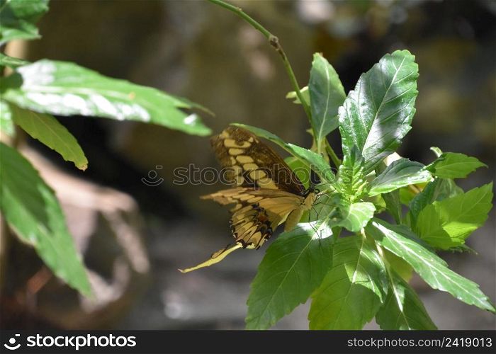 Beautiful capture of a yellow and black swallowtail butterfly on a leaf.