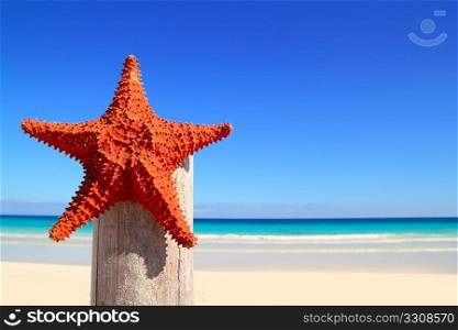 beautiful caribbean starfish on wood pole beach