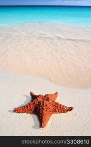 beautiful caribbean starfish tropical sand turquoise beach