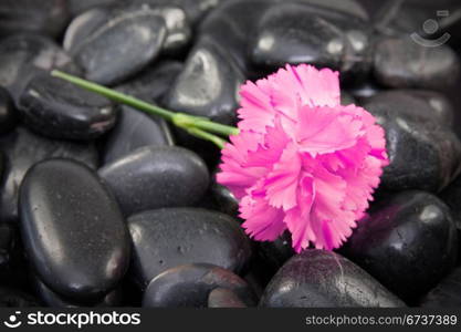 beautiful carnation flower on the black stones