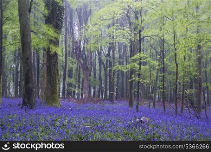 Beautiful carpet of bluebell flowers in misty Spring forest landscape