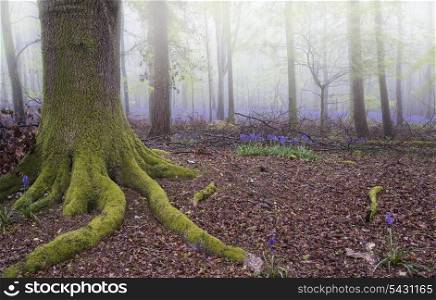 Beautiful carpet of bluebell flowers in misty Spring forest landscape