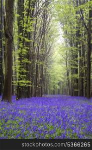 Beautiful carpet of bluebell flowers in Spring forest landscape