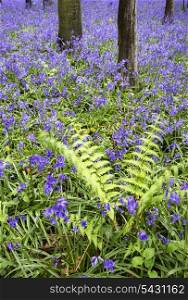 Beautiful carpet of bluebell flowers in Spring forest landscape