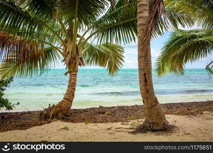 Beautiful Carribean like island with coconut palms and sea sun. Beautiful tropical island with coconut palms and sea