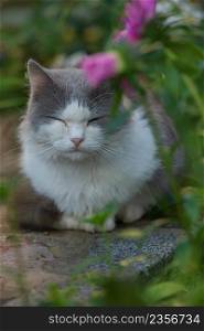 Beautiful cat lying in the garden on a field at sunset. Short haired cat in the summer garden. Pets outdoors lifestyle. Cat lying in the garden