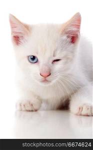 Beautiful cat with blue eyes winking a eye . Beautiful cat with blue eyes winking a eye isolated on white background