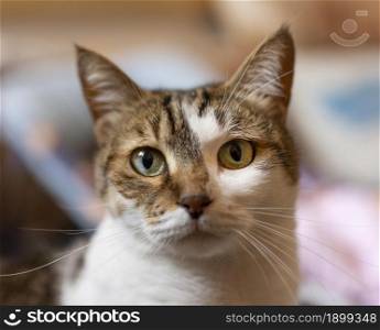 beautiful cat with different eyes. Resolution and high quality beautiful photo. beautiful cat with different eyes. High quality beautiful photo concept