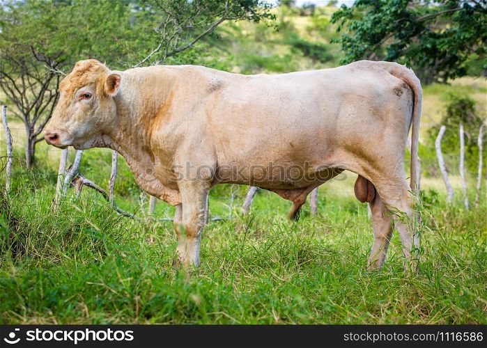 Beautiful cattle standing in the field of grass farm raised. Beautiful cattle standing in the field of grass in farm