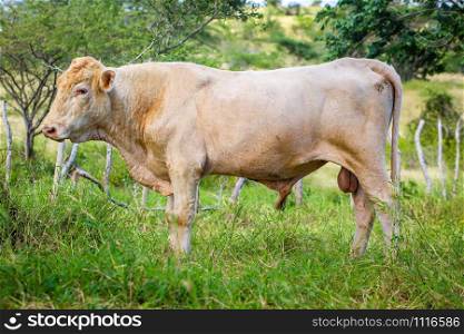 Beautiful cattle standing in the field of grass farm raised. Beautiful cattle standing in the field of grass in farm