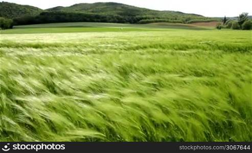 Beautiful cereal field in a windy day
