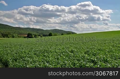 Beautiful cereal field in a windy day