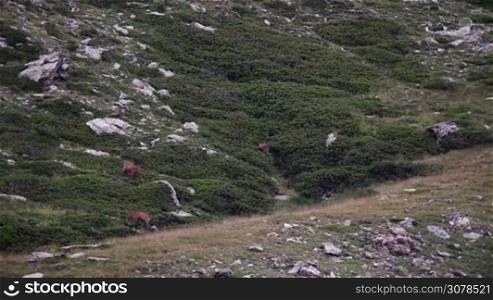 Beautiful chamois in the Mountain of Pyrenees(Spain)