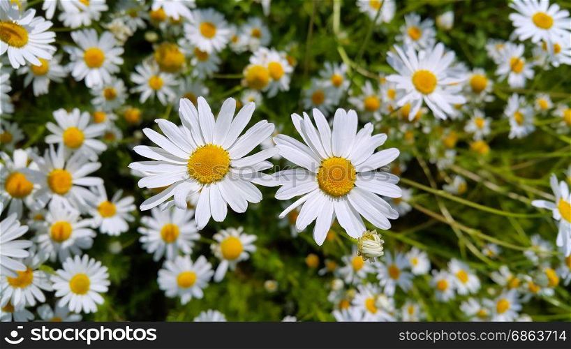 Beautiful chamomile flowers closeup