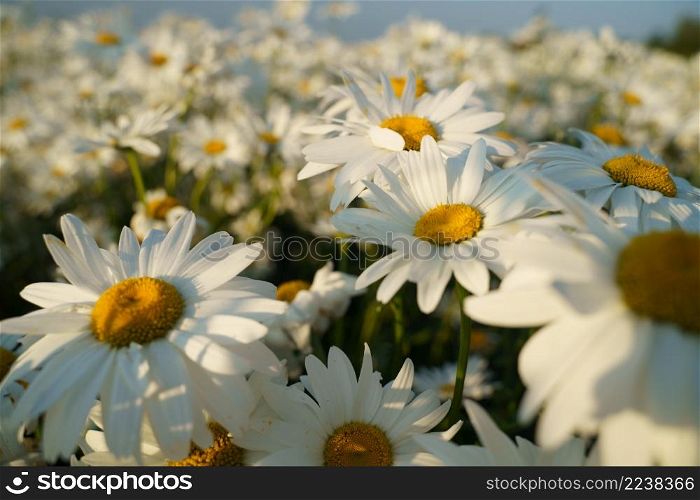 Beautiful chamomile flowers in meadow. Spring or summer nature scene with blooming daisy in sun light. Beautiful blossoming daisies at summer evening meadow