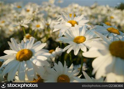 Beautiful chamomile flowers in meadow. Spring or summer nature scene with blooming daisy in sun light. Beautiful blossoming daisies at summer evening meadow