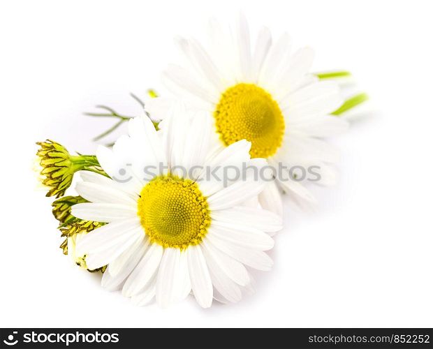 Beautiful chamomile flowers on white