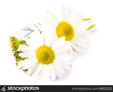 Beautiful chamomile flowers on white