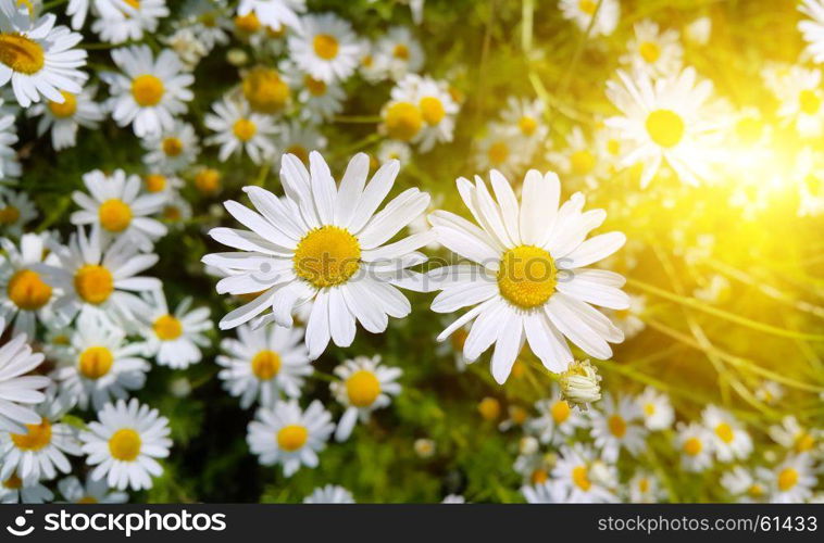 Beautiful chamomile flowers with sunlight