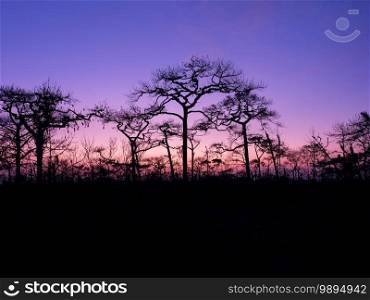 Beautiful charming dramatic sunset with silhouette pine trees and tourists at Phu Kradueng National park peaceful morning. Loei, Thailand
