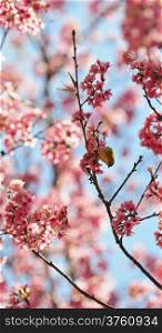 Beautiful cherry blossming, a Oriental White-eye bird, standing on the Wild Himalayan cherry tree, taken in Thailand