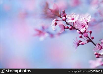 Beautiful cherry blossom, first spring bloom, abstract floral background, selective focus, beauty of nature concept