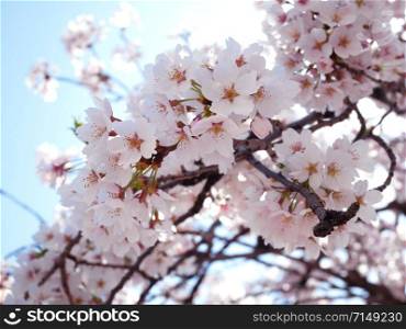 Beautiful cherry blossom. Floral spring nature background.