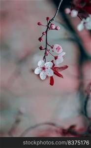 beautiful cherry blossom flower in springtime