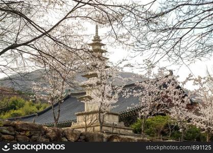 Beautiful cherry blossom in Beomeosa Temple. Busan,South Korea
