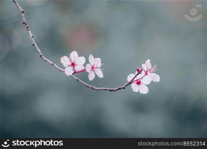beautiful cherry blossom in spring season