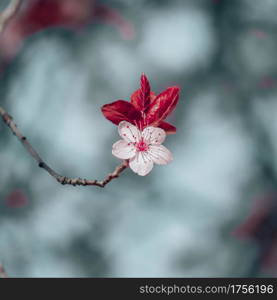 beautiful cherry blossom in spring season, sakura flower