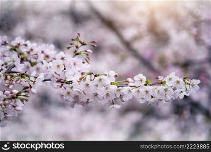 Beautiful Cherry blossom in spring. Spring background.