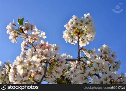 Beautiful cherry blossom in spring time over blue sky.