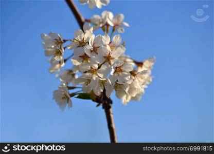 Beautiful cherry blossom in spring time over blue sky.