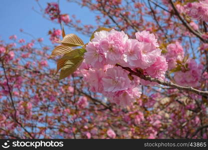 Beautiful cherry blossom in Tokyo