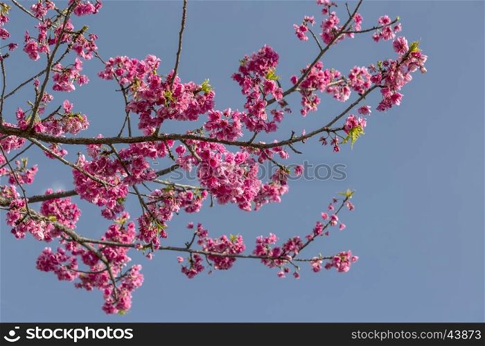 Beautiful cherry blossom in Yunnan, China