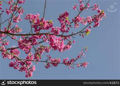Beautiful cherry blossom in Yunnan, China