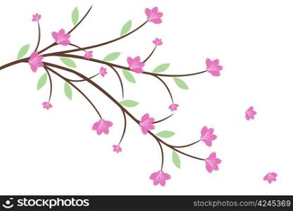 Beautiful cherry blossom isolated on white background