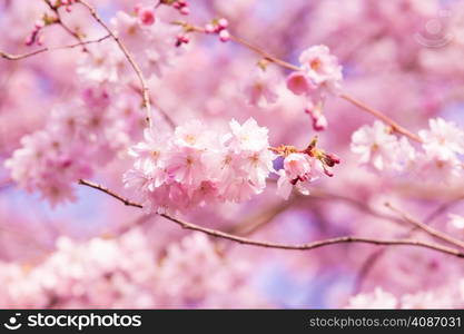 Beautiful Cherry blossom , pink sakura flower