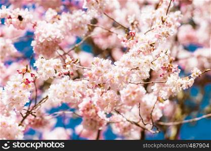 Beautiful cherry blossom sakura