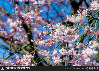 Beautiful cherry blossom sakura in spring. Almond pink flowers